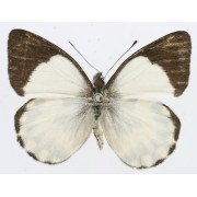 DELIAS AROAE SSP. YABENSIS